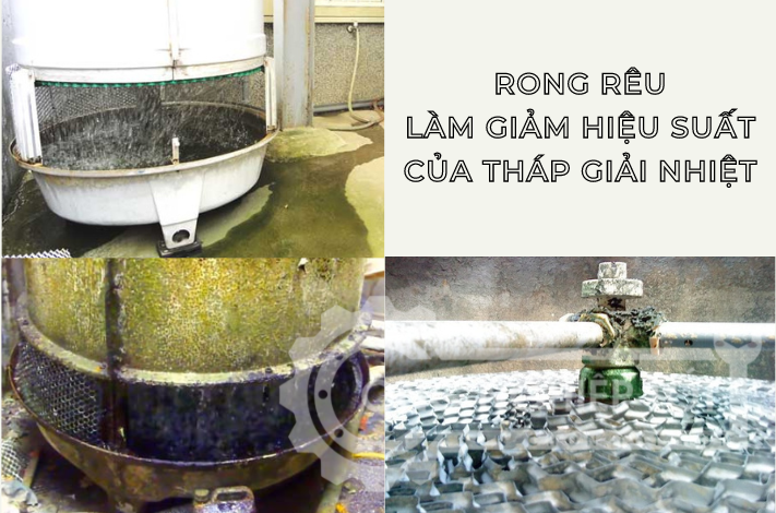 Rong rêu làm giảm chức năng tản nhiệt nước của tháp